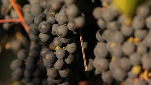 Salta, en el tope del ranking nacional del Malbec, la cepa insignia del país en el mundo (el 17 es el día del Malbec)