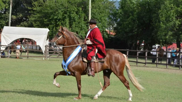 Se viene un nuevo Concurso Nacional de Caballos Peruanos de Paso (la raza equina que distingue a Salta)