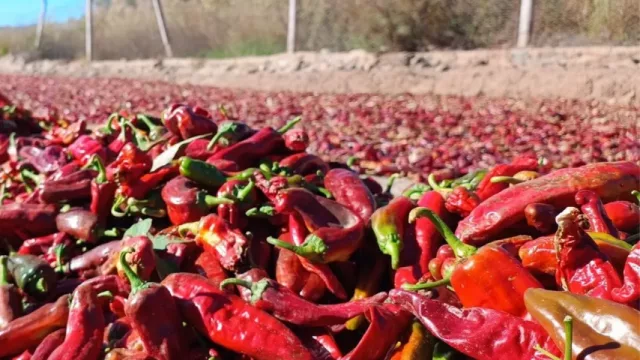 Fuerte apuesta oficial para consolidar la producción del pimentón en Cachi y Payogasta
