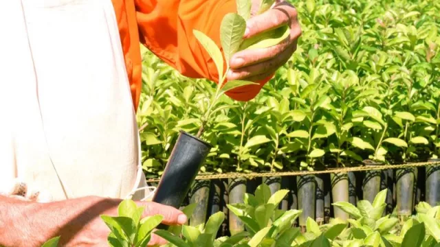 Corrientes toma la delantera en la producción yerbatera (y rompe un récord histórico)