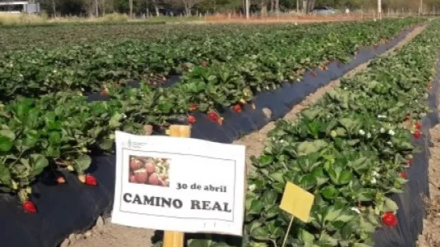 La zona tabacalera del Valle de Lerma tiene un nuevo cultivo "estrella": La frutilla
