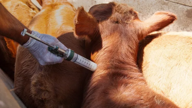 Últimos días para la primera campaña de Vacunación Antiaftosa 2025 en Salta