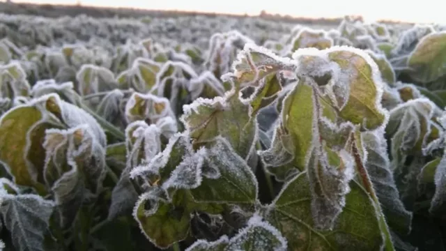 Pérdidas millonarias para frutilleros salteños: las heladas arrasaron con el 60% de la producción