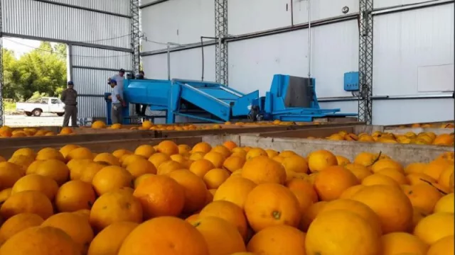 Con logística renovada y mercados diversificados, Corrientes marca récord en exportaciones 2025