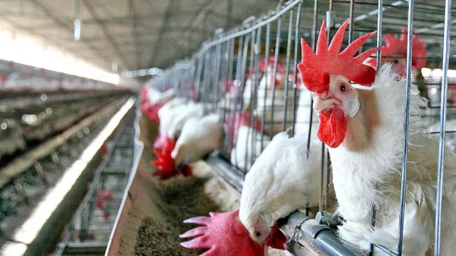 ¿Qué pasó? Cuando todos apostaban al pollo en Salta, la producción se desplomó (y nadie lo vio venir)