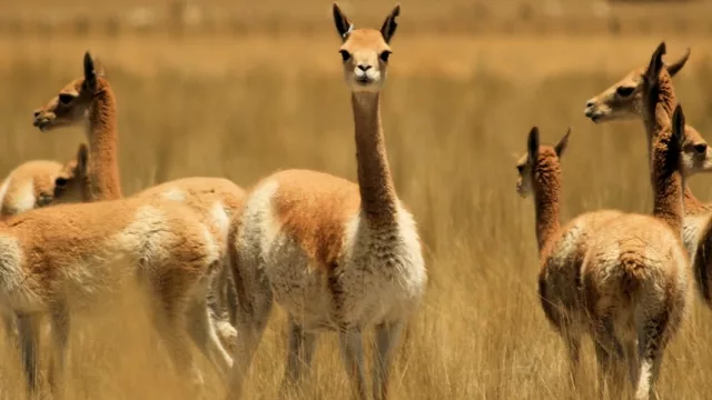 Buscan promover el aprovechamiento sostenible de la vicuña (y de paso mejorar su conservación)