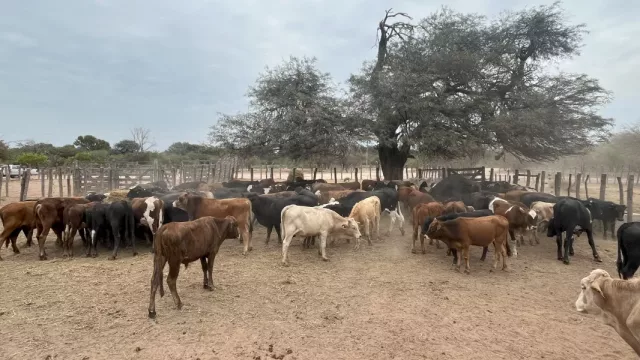 Exitoso remate de invernada de más de 40 pequeños productores del Chaco salteño