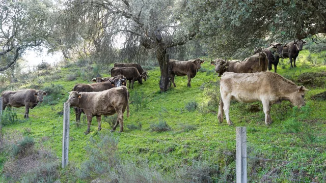 Bosques nativos: 5 millones de hectáreas podrían sumarse a la producción ganadera en Salta