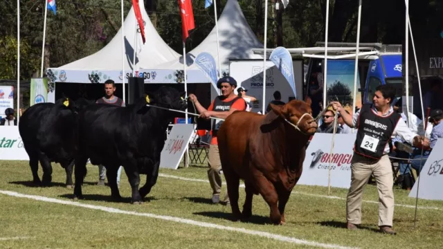 ExpoBRA 2025: Santiago del Estero se consolida como epicentro de genética bovina de excelencia
