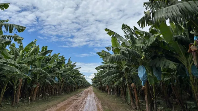 Salvita defendió la producción bananera salteña y aseguró que es estratégica para el país