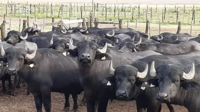 El búfalo, una alternativa ganadera con potencial para pequeños productores del NEA