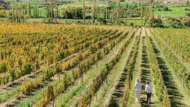 Cachi se viste de fiesta: llega una nueva edición de la Vendimia del Alto Valle Calchaquí