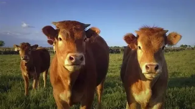 La ganadería bovina vuelve a tener su cita técnica en La Silleta con una jornada sobre manejo y precisión