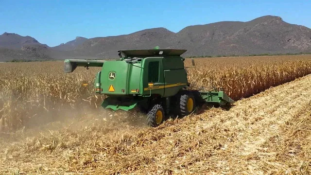 Invierno atípico: las lloviznas complican la trilla del maíz en Salta