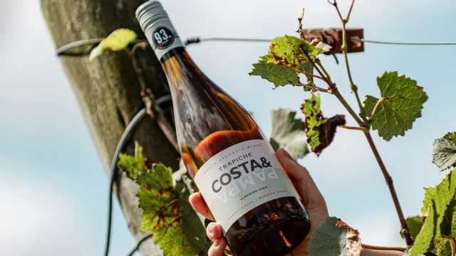 El Albariño de Trapiche Costa & Pampa: El pulso oceánico que consagró a Chapadmalal en la cima de la viticultura extrema