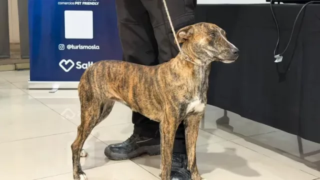 Dictarán un taller de sensibilización “Salta Ciudad Pet Friendly” para comercios