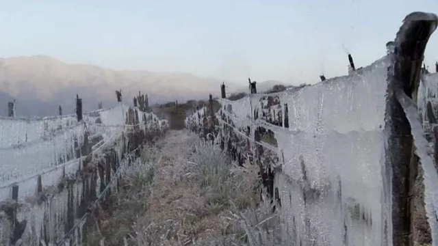Podrían declarar la emergencia agropecuaria por las heladas en los Valles Calchaquíes