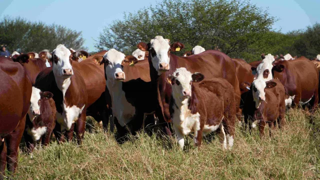 Juramento invirtió  US$ 22,8 millones en la adquisición de un nuevo campo en Salta