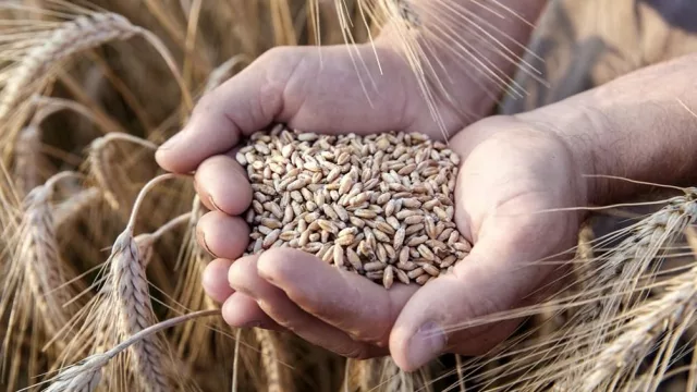 Fenómeno El Niño: Las lluvias complican la cosecha de trigo y ponen en alerta al campo del norte argentino