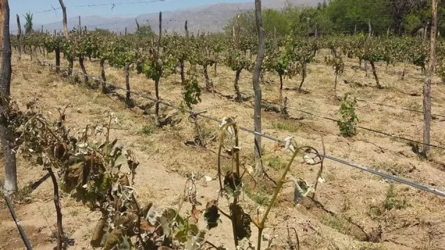 El Gobierno declaró la Emergencia Agropecuaria por heladas en los Valles Calchaquíes
